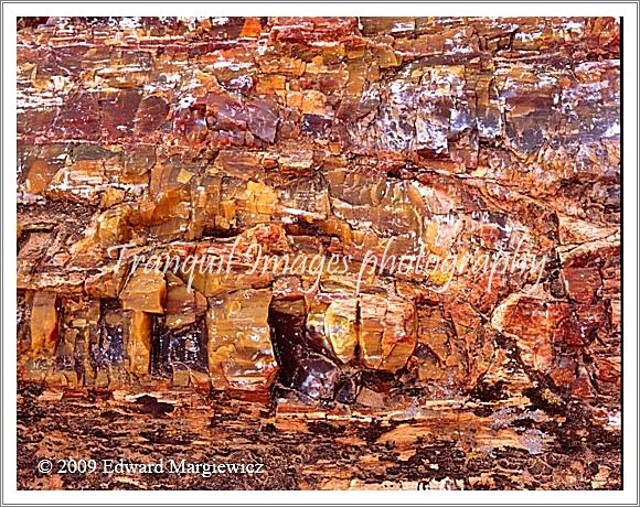 450625   Petrified Wood A Utah